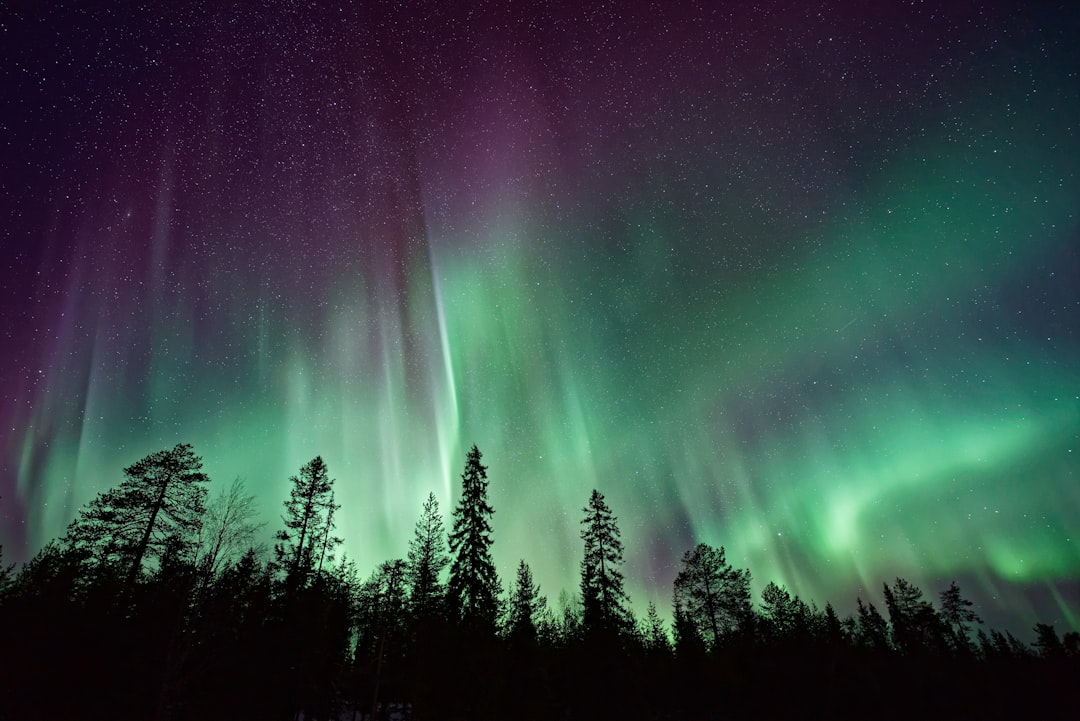 Vertical aurora borealis rising above spruce tree silhouettes