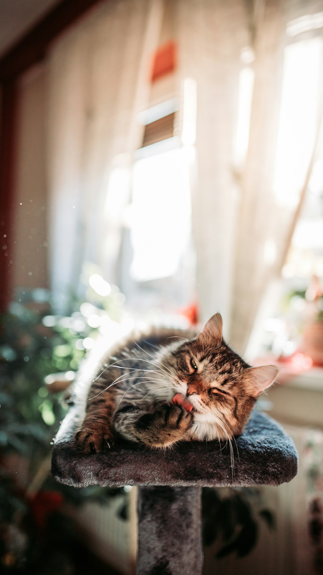 Maine Coon cat sitting tall on cat tree by sunlit window