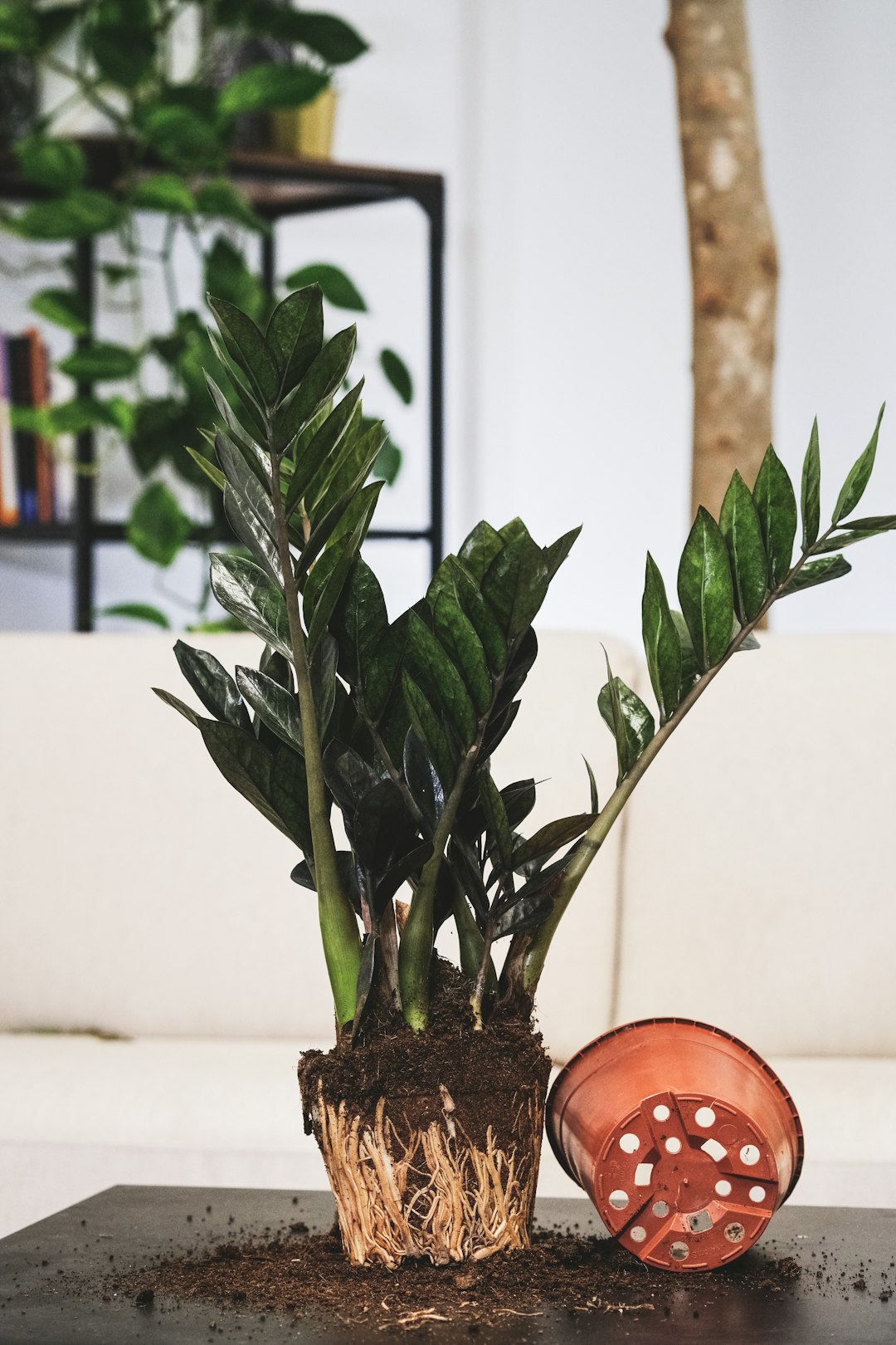 ZZ plant stem cutting beside terracotta pot and pruning shears