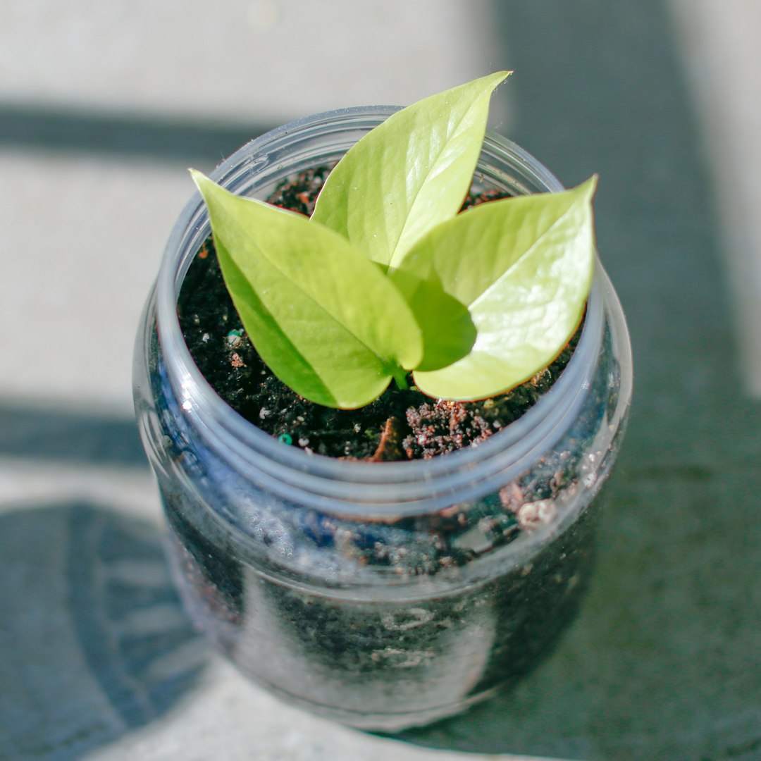 Rooting hormone gel, powder, and fresh plant cuttings on linen surface