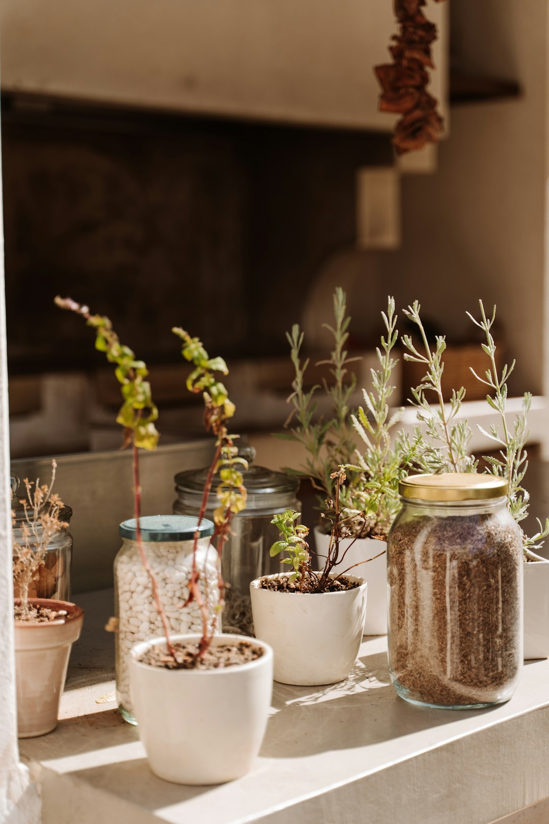 Propagation station with rooted cuttings in glass jars on white shelf