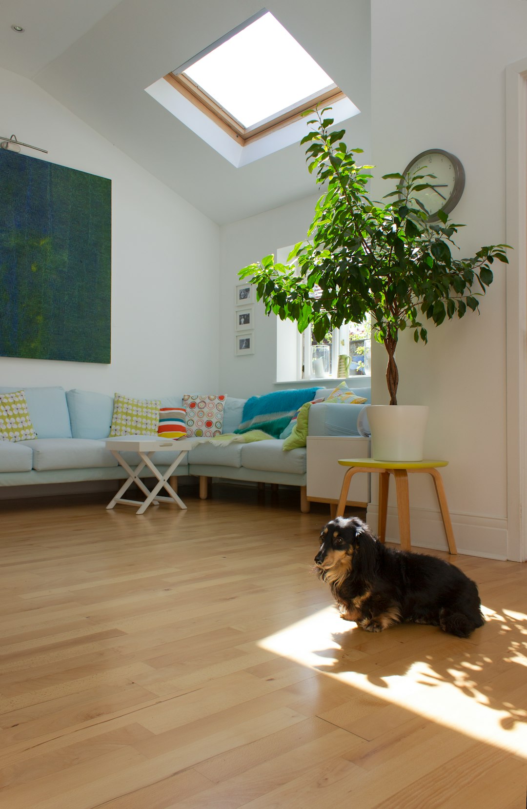 smooth-coated red Dachshund sitting alert on wooden floor indoors