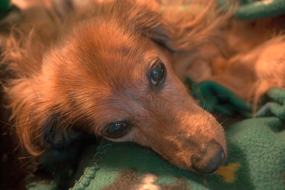 longhaired Dachshund resting contentedly on a cozy sofa blanket