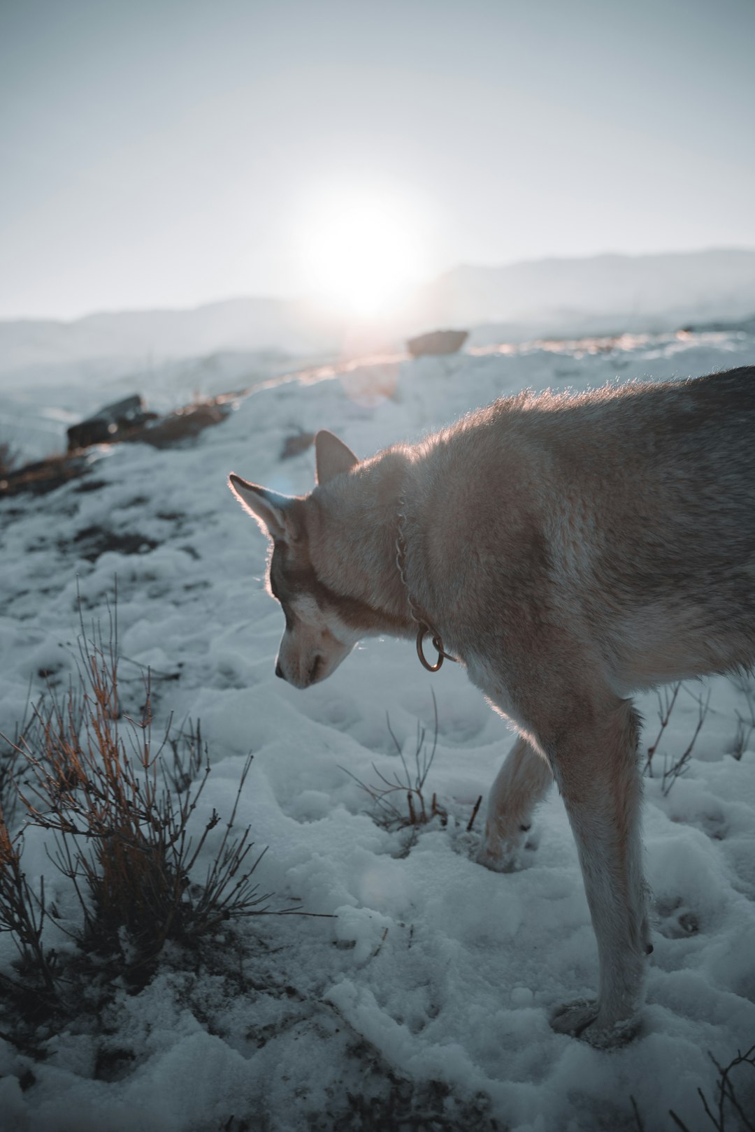 Siberian Husky sitting on a snowy mountain trail at golden hour