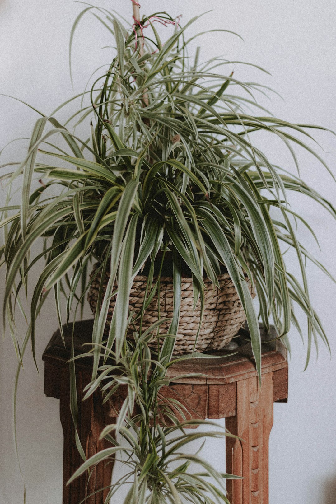 Mature spider plant with cascading runners and small spiderettes in terracotta pot