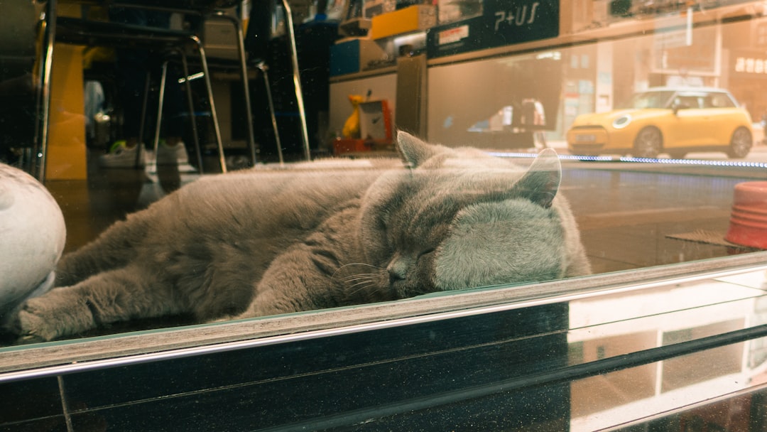 blue British Shorthair cat sitting calmly on apartment windowsill