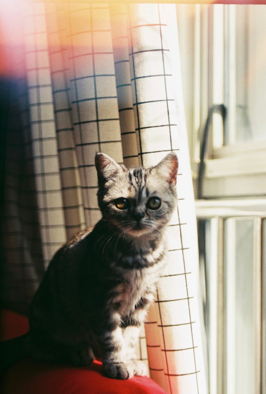 British Shorthair cat sitting tall on sunlit apartment windowsill
