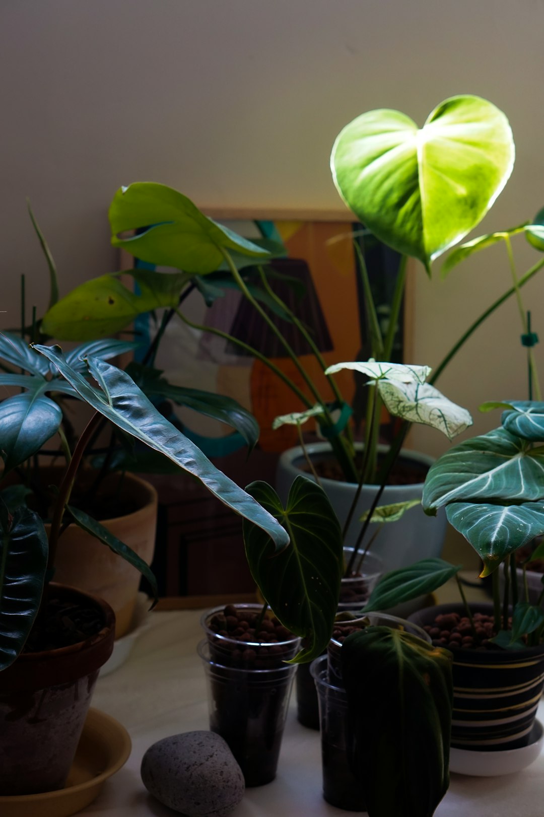 Philodendron plants at three growth stages displayed on a wooden shelf.