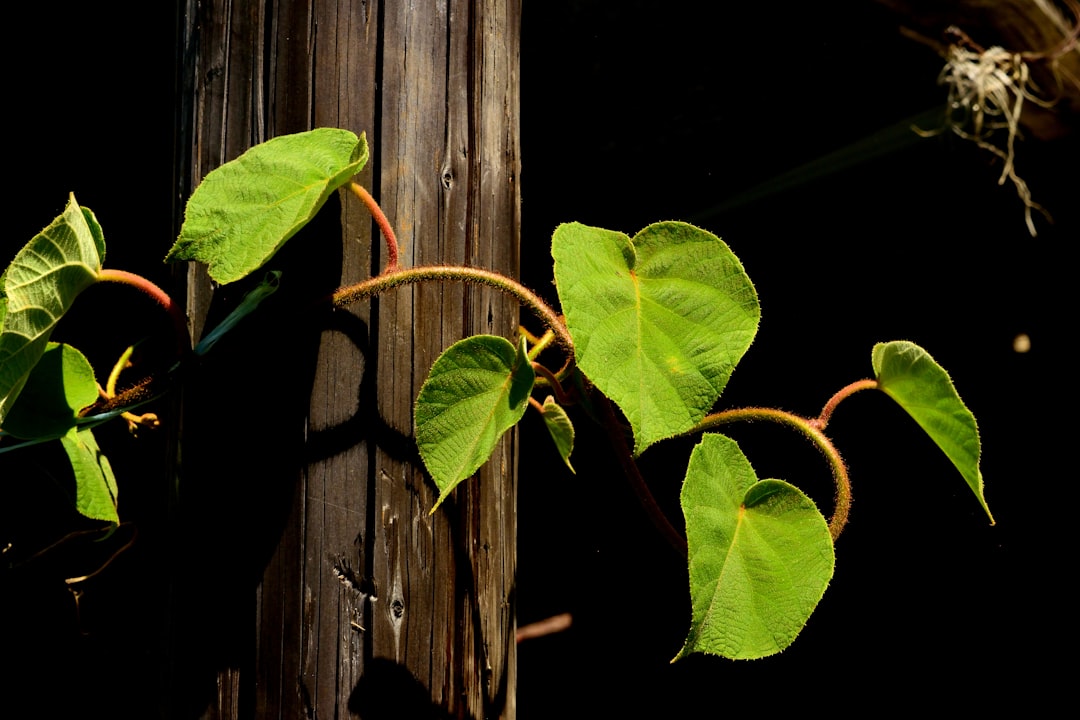 Heartleaf philodendron stems laid beside propagation tools on wood surface.
