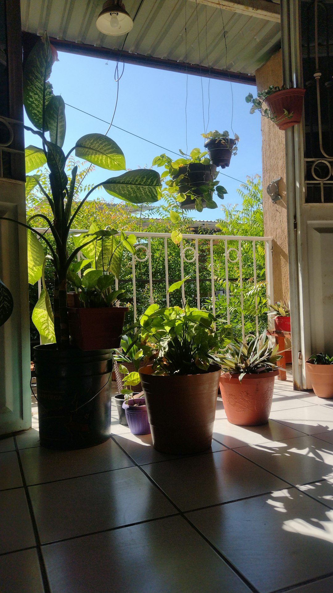 Sunny apartment balcony with tomatoes, basil, and nasturtiums in terracotta pots