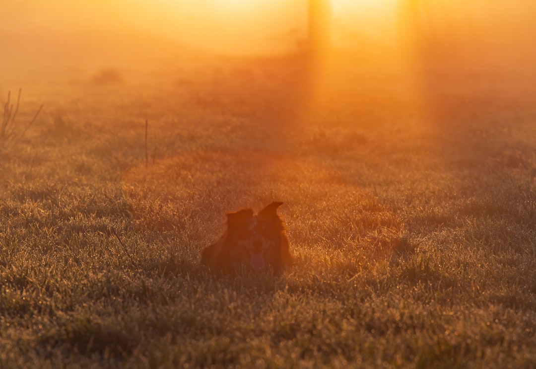 Border Collie sitting in wildflower field at golden sunset