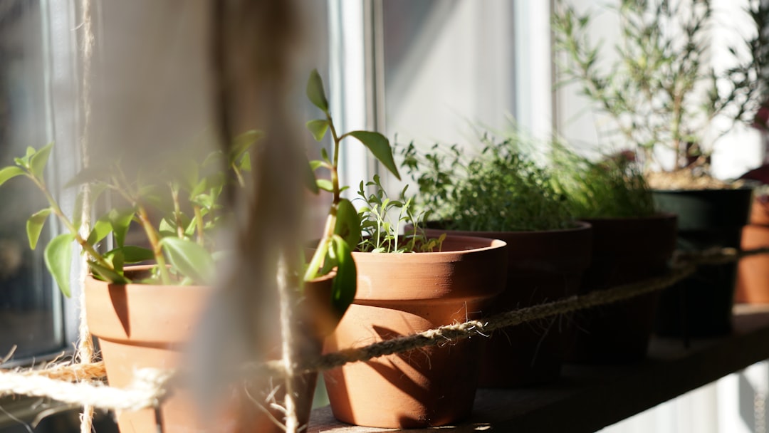 Four herb pots on a sunny kitchen windowsill in morning light