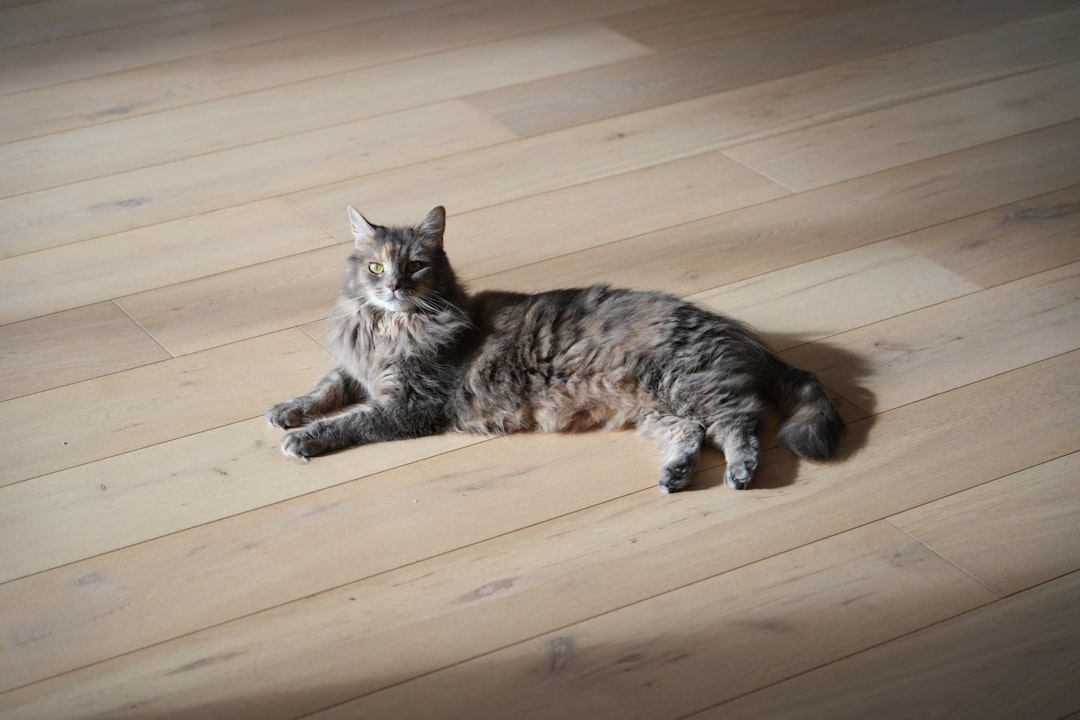 Scottish Fold cat sitting with folded ears and wide amber eyes