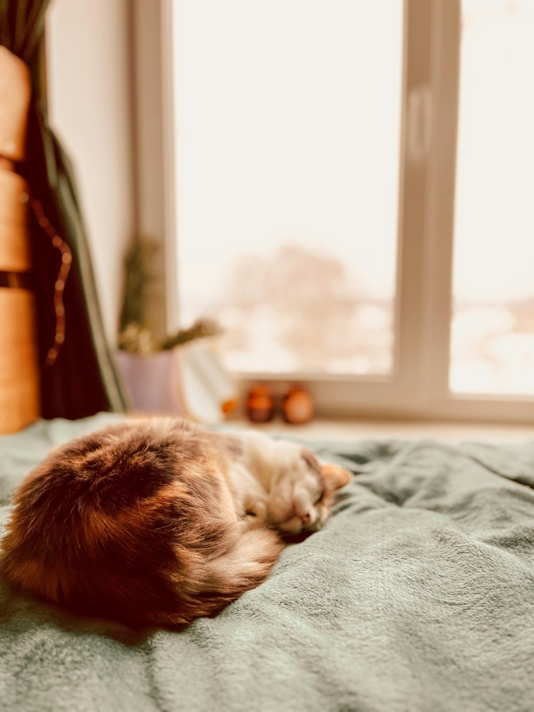 Scottish Fold cat curled on knitted blanket by window