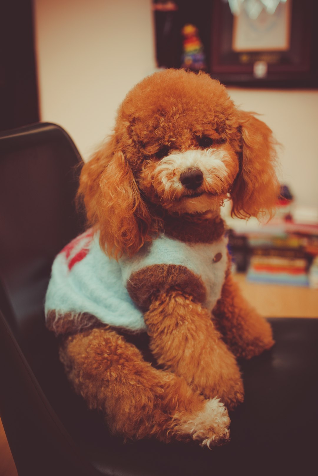 red Toy Poodle sitting on rustic wooden chair indoors