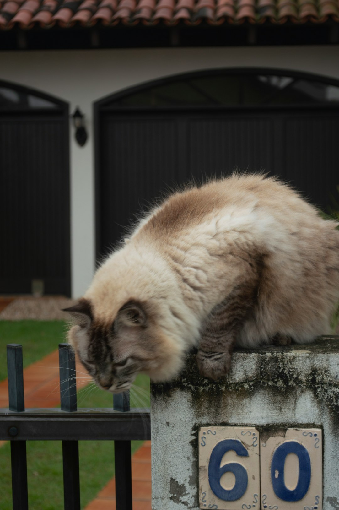 Ragdoll cat sitting on windowsill looking out at garden
