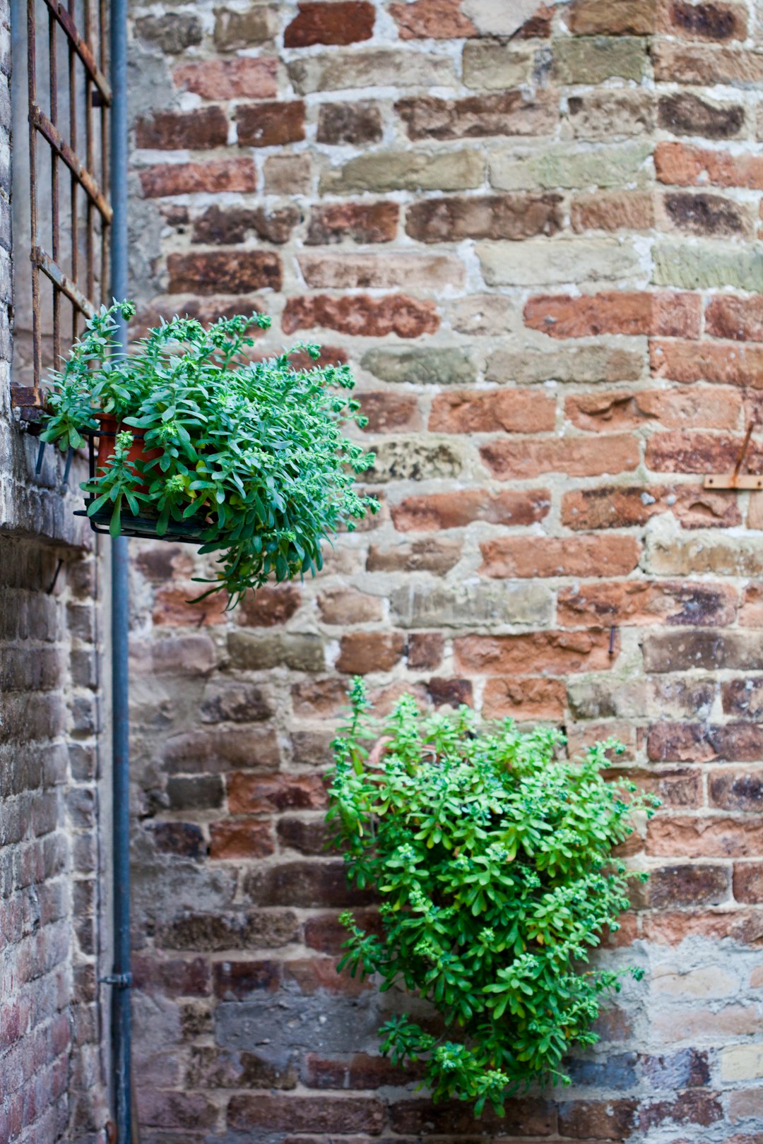 Vertical herb wall planter on a sunny urban balcony with cascading greenery