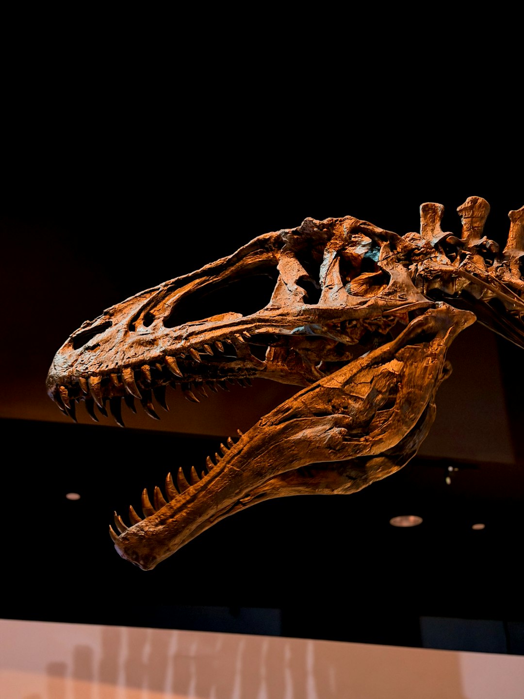 Tengkorak T-rex dengan gigi besar di museum