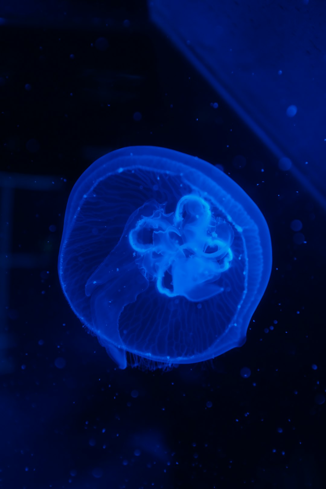 Méduse lumineuse suspendue dans l'obscurité de l'océan