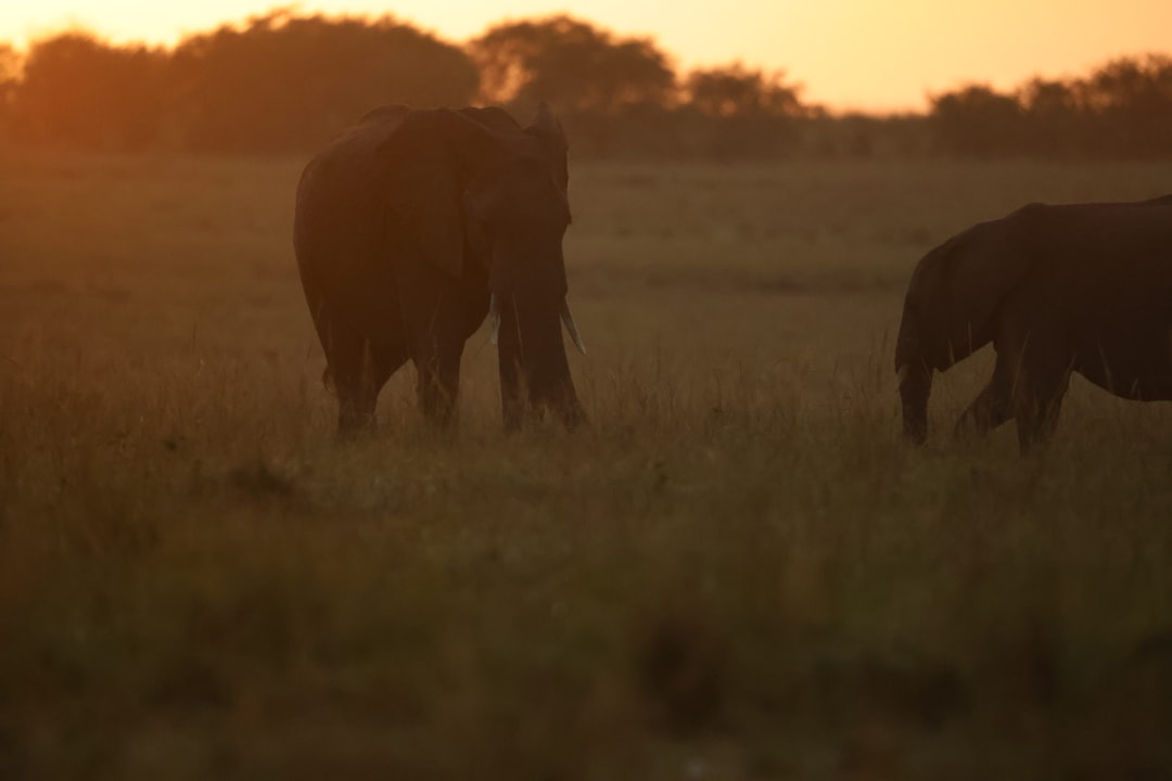 Elephant with GPS collar tracked via satellite in savanna