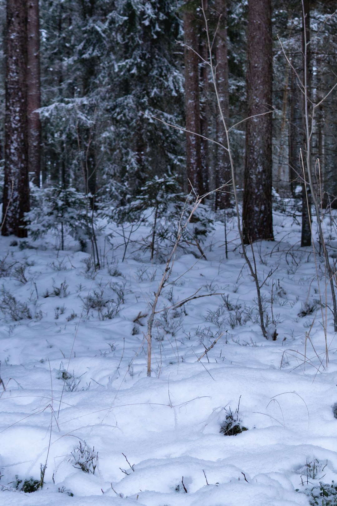 Wolf with GPS tracking collar in snowy forest at dusk