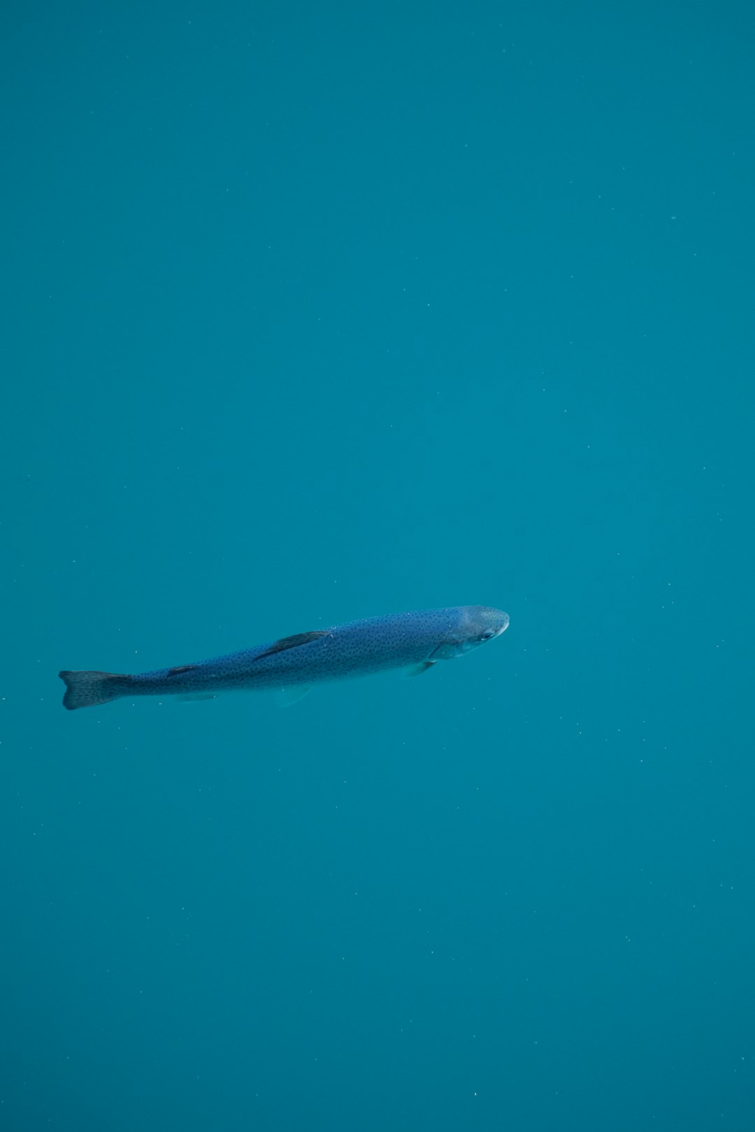 深海を泳ぐ成熟したウナギ