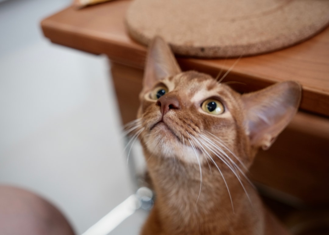 Abyssinian cat perched alertly on a tall bookshelf indoors