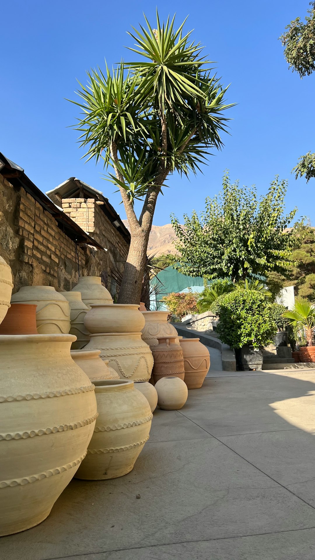 Terracotta and ceramic pots of patio vegetables in morning sun