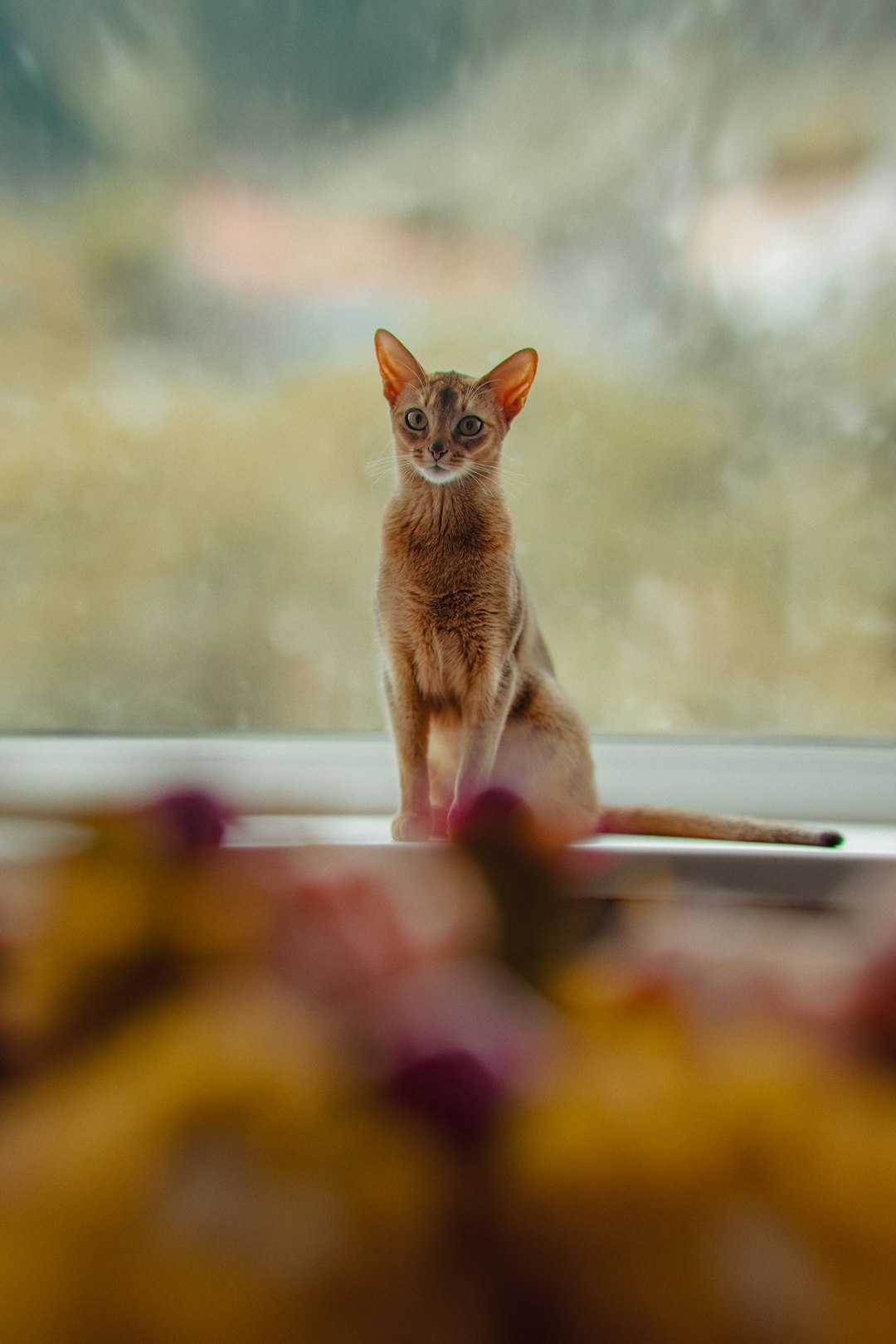 Abyssinian cat sitting alert on a sunlit windowsill in warm light