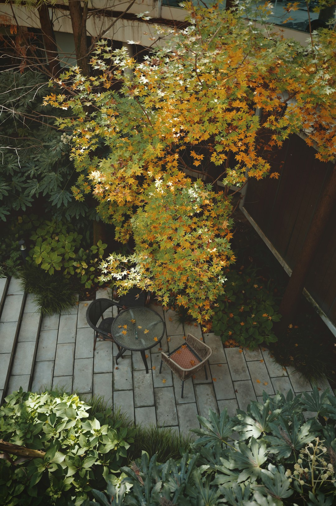 Golden hour patio with tomatoes, peppers, and lettuce in terracotta pots