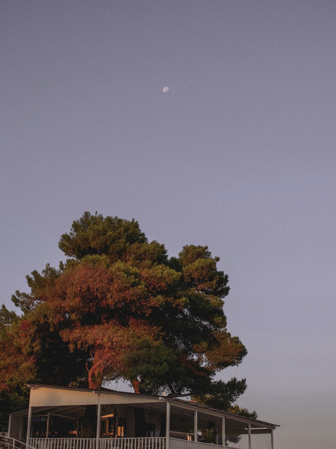 Silver full moon above lone tree silhouette at night