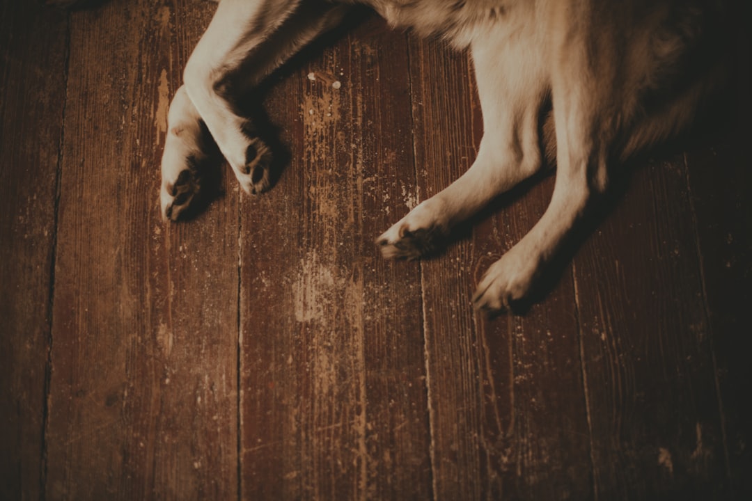 brown dog licking person's bare foot on couch