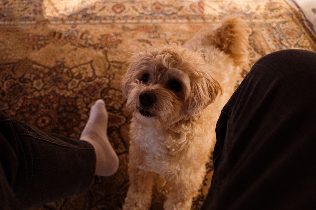 dog sitting calmly at owner's feet on cozy rug
