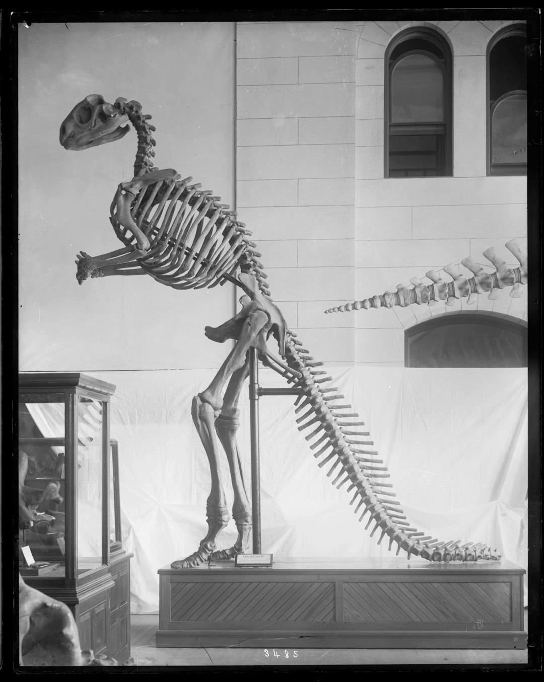 Fóssil do braço do T-Rex em pedestal de museu