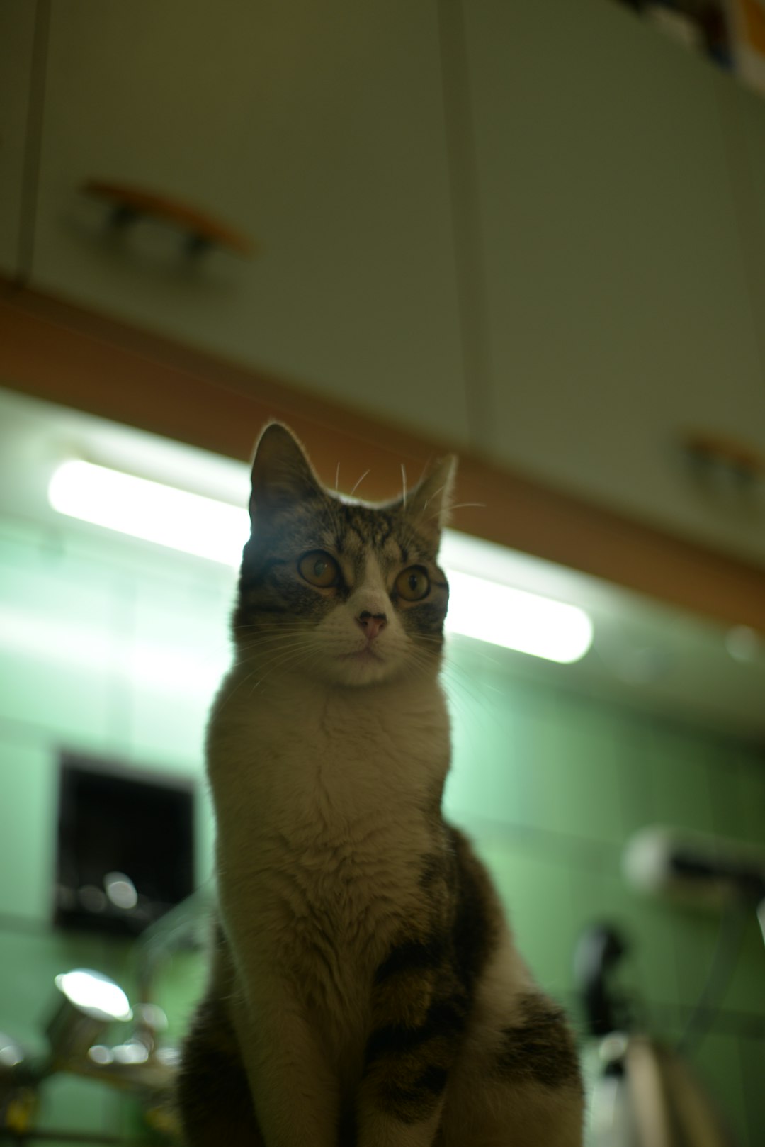 tabby cat sitting on kitchen counter looking at camera