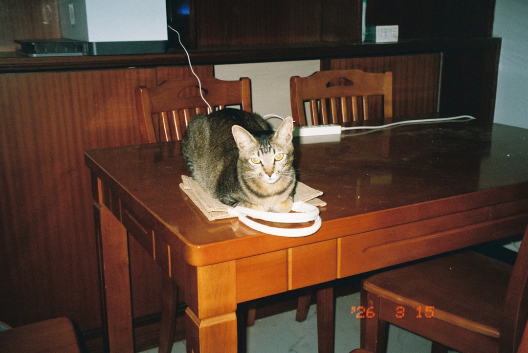 tabby cat nudging ceramic mug off wooden table