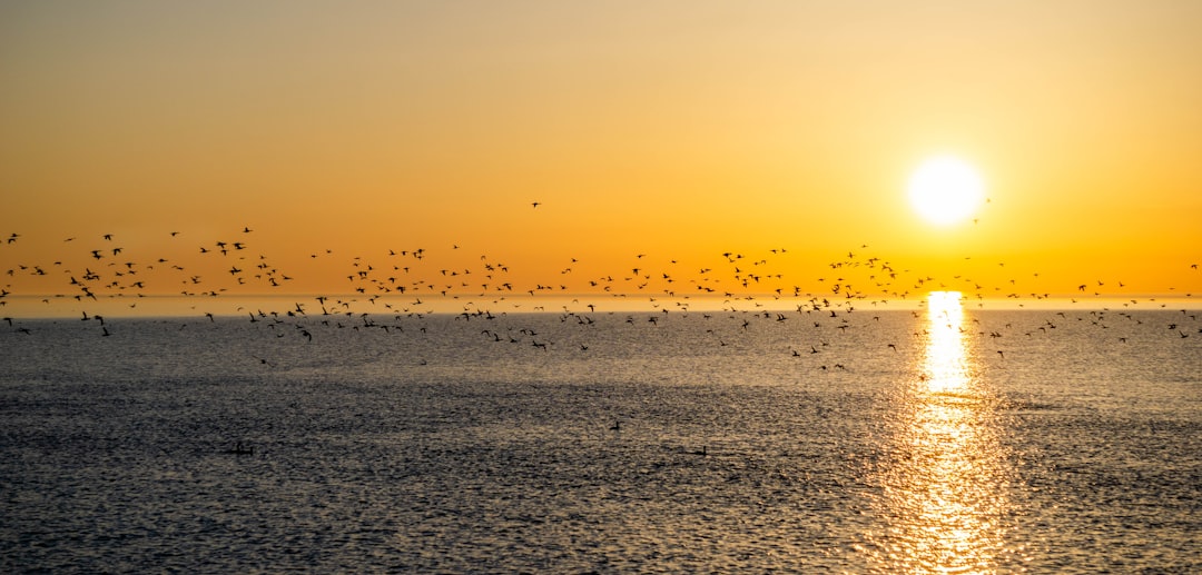 Large flock of migratory birds flying over ocean