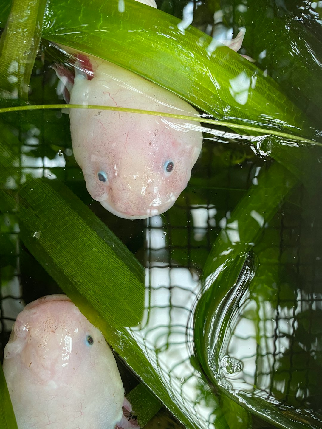 Axolotl face and regenerating limb bud close-up