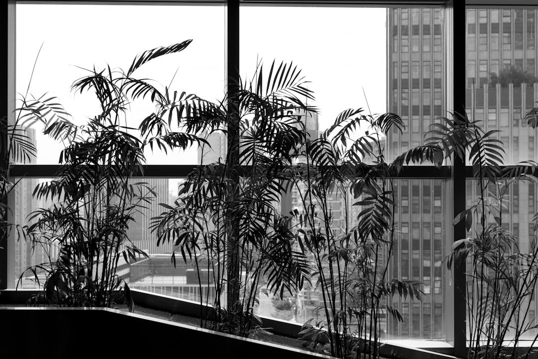 Withered office plant beside city skyline window