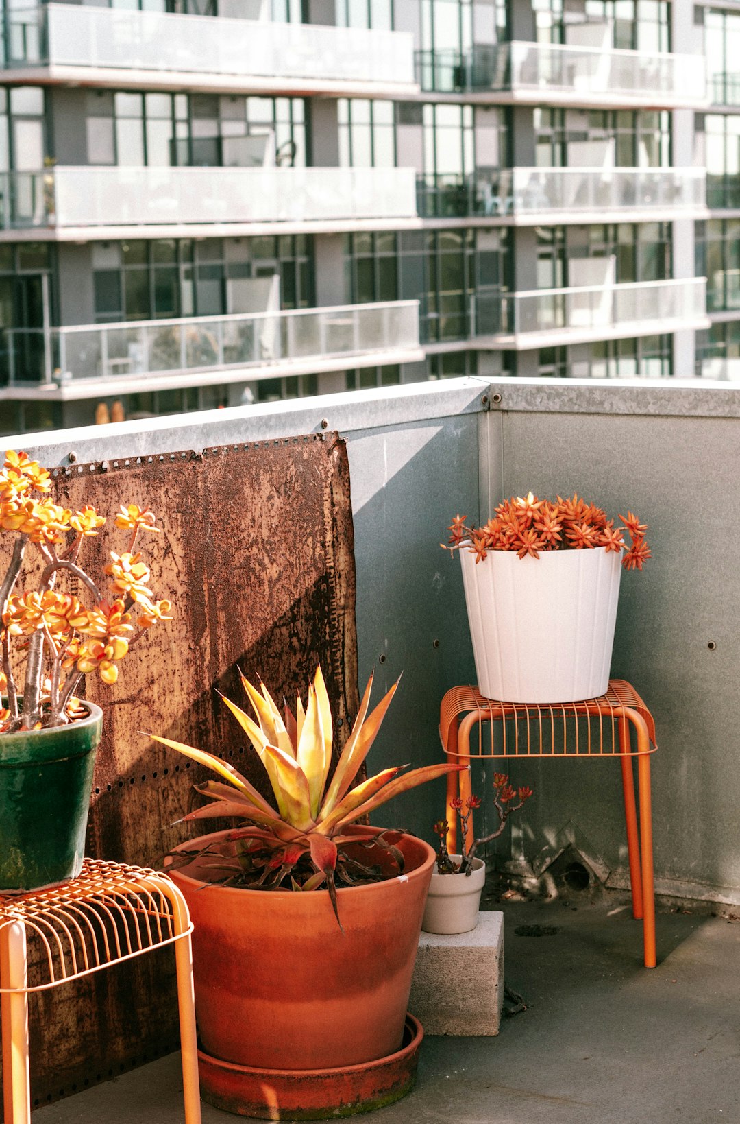 Rooftop garden at golden hour with nasturtiums, strawberries, and city lights