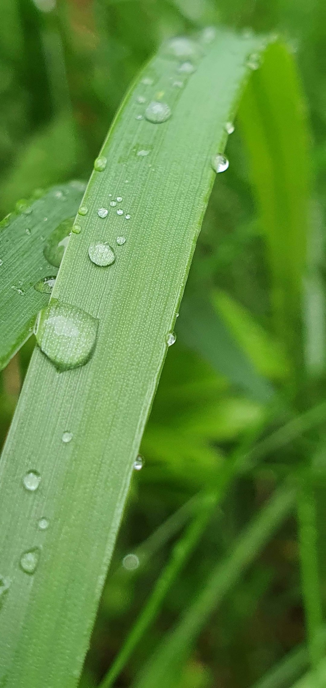Hoja de hierba con gotas de agua en primer plano