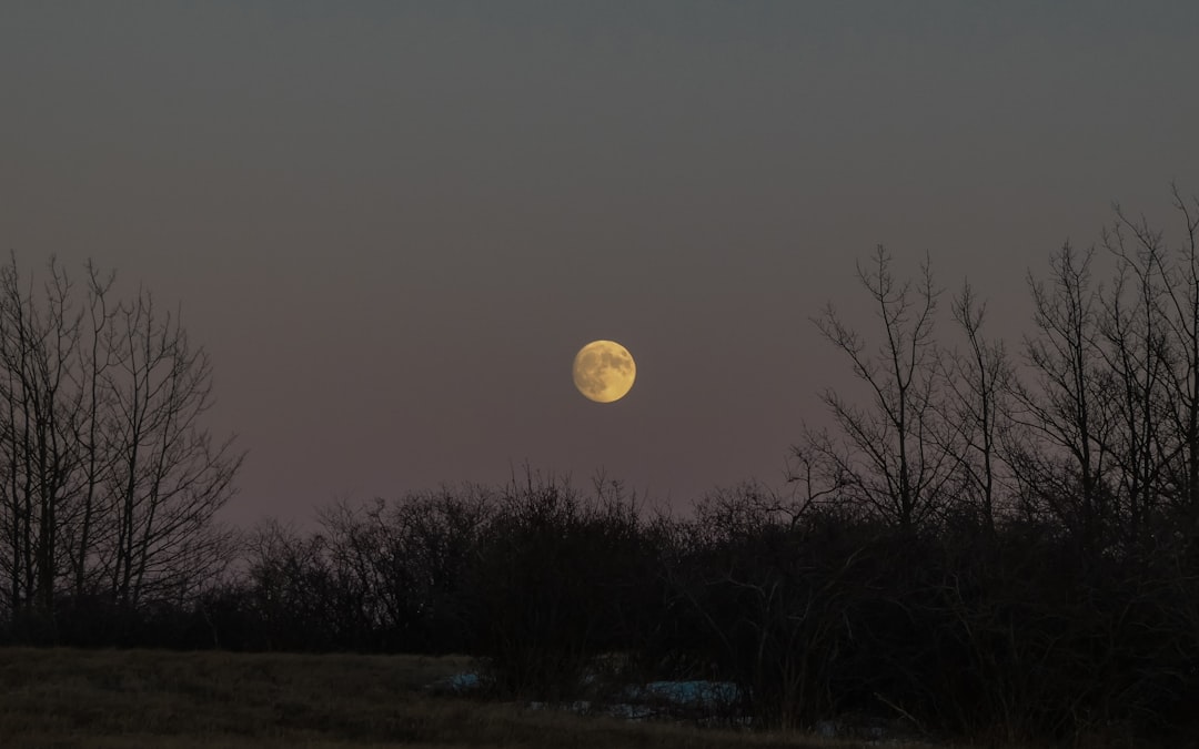 Großer goldener Vollmond am Horizont bei Dämmerung