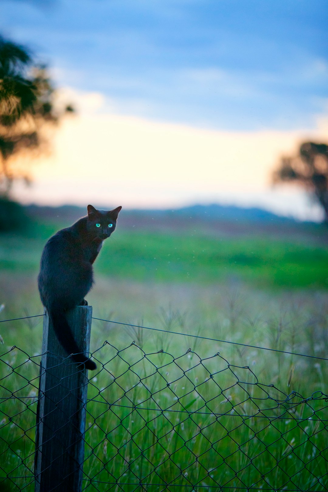 cat silhouetted on wooden fence against dusk sky