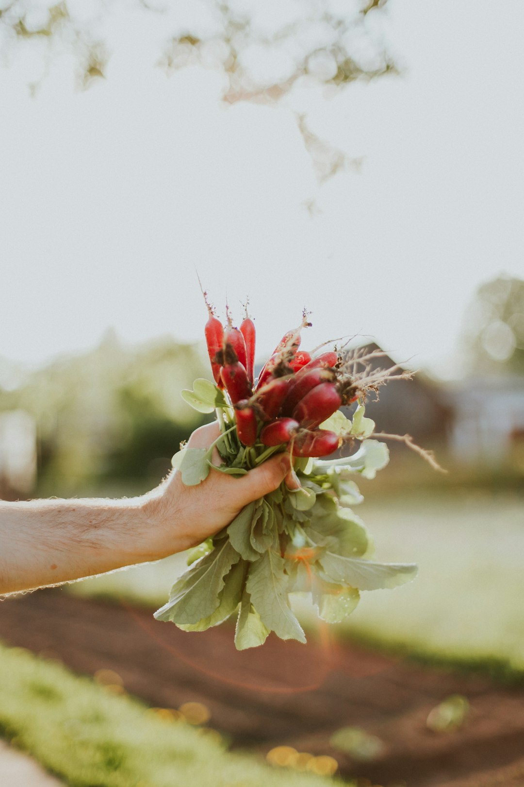 Farmer's hands holding fresh harvested vegetables