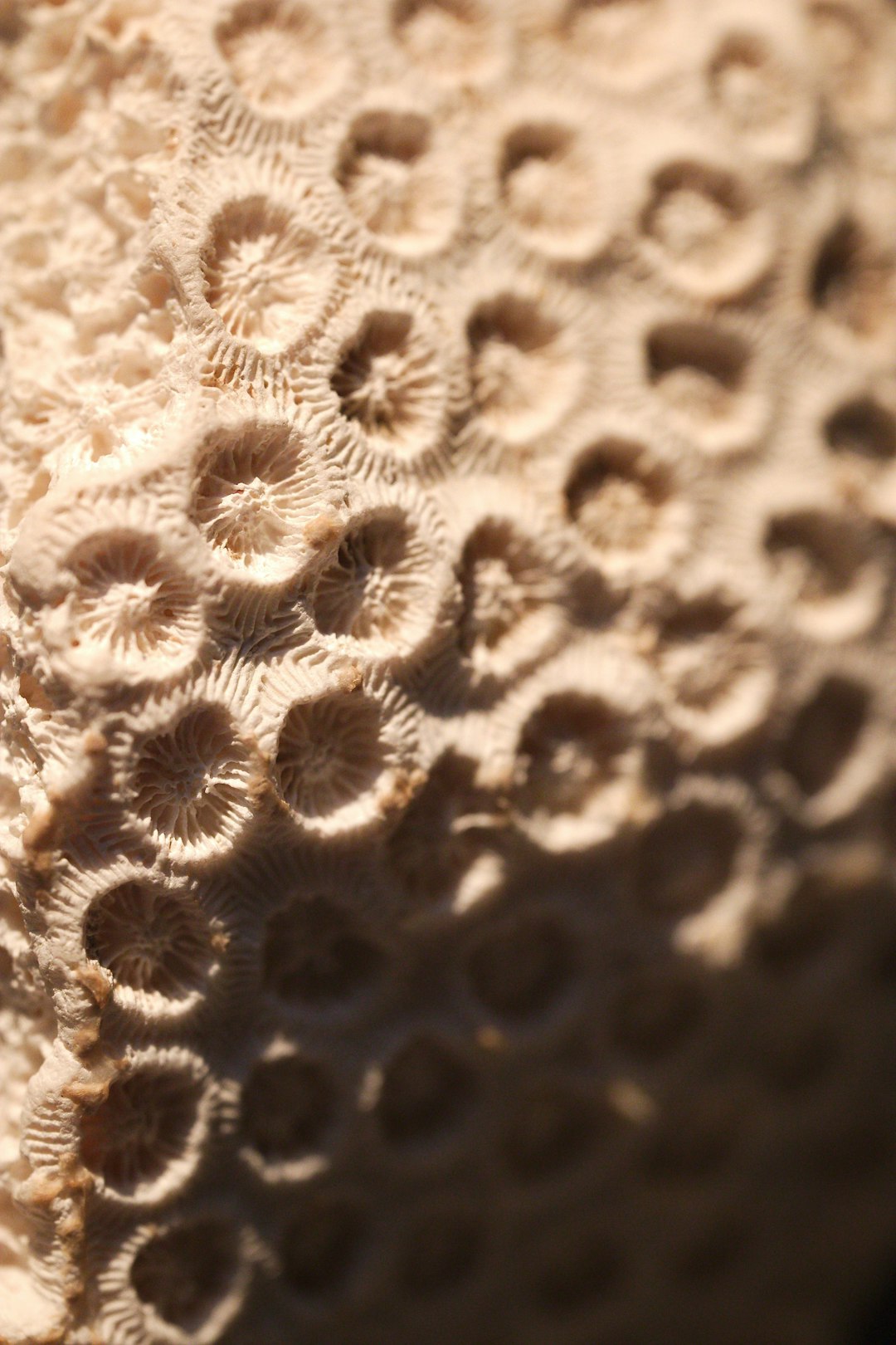 Ancient coral fossil cross-section showing daily growth rings