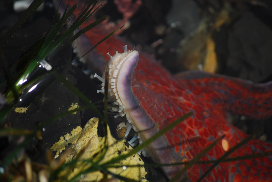 Various animals with extraordinary regeneration abilities