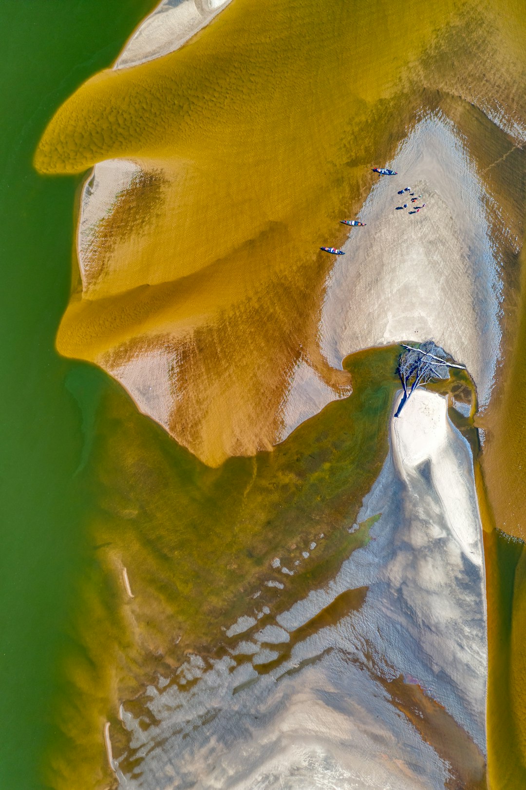 Planaria flatworm gliding over mossy rock