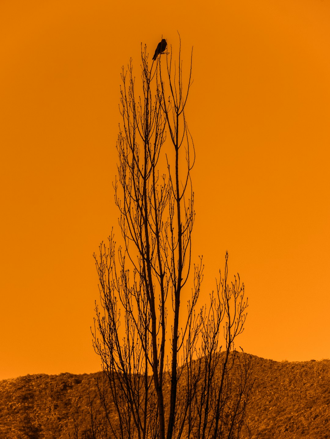 Silhueta de corvo contra céu ao pôr do sol
