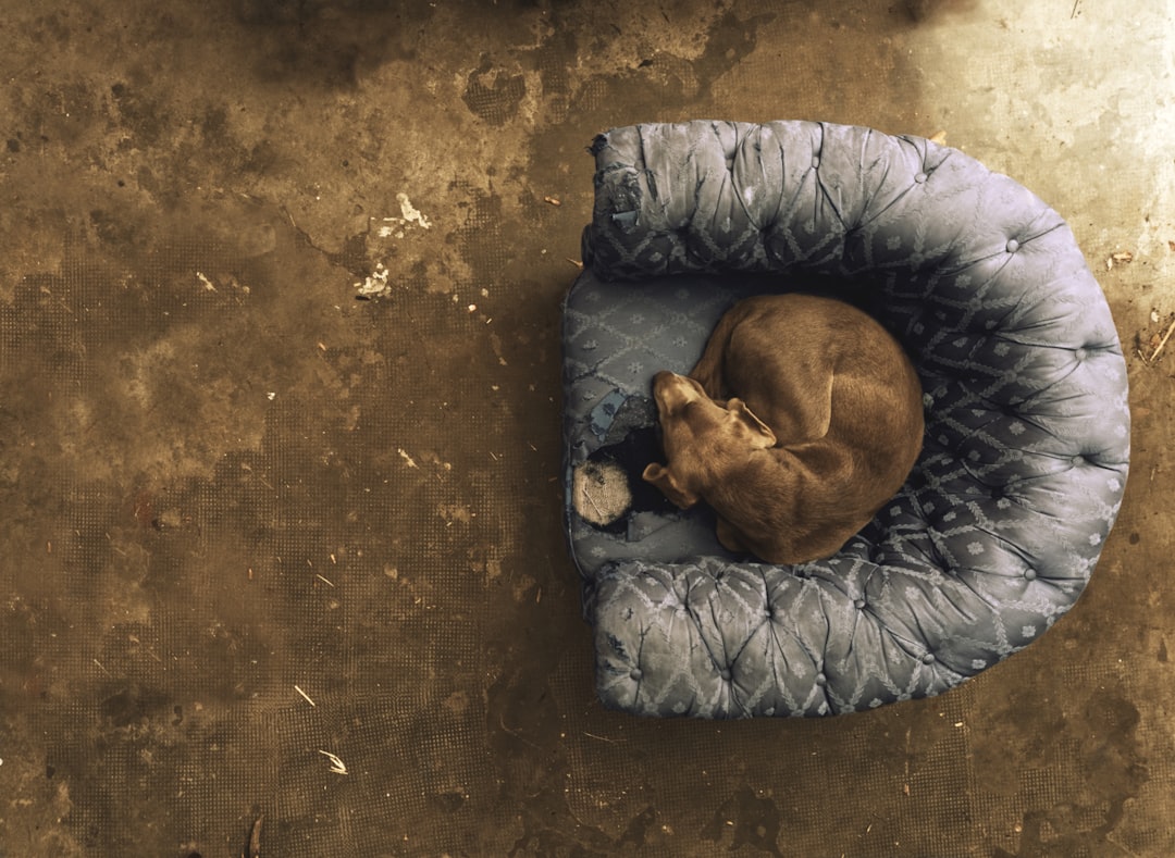 dog curled up asleep on round dog bed from above