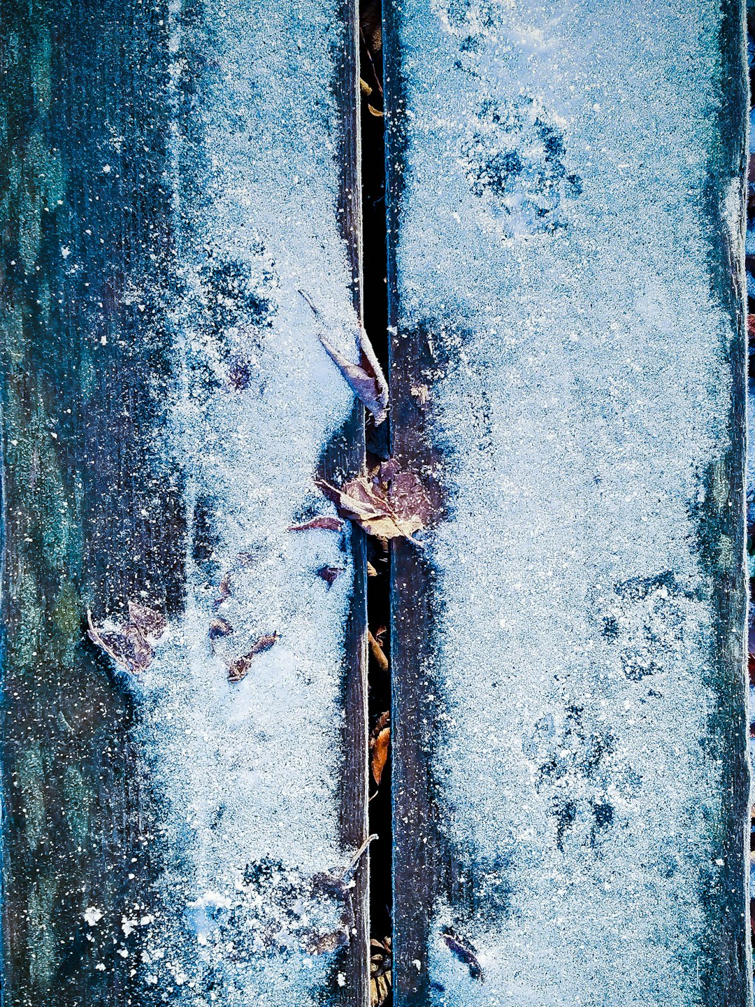 Wood frog thawing and emerging from spring ice